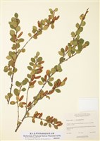 藏品(短柄灰樺)的圖片